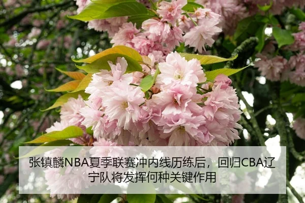 zhang-zhen-lin-xia-ji-lian-sai-chong-nei-xian-li-lian-hou-hui-gui-liao-ning-dui-jiang-fa-hui-he-zhong-guan-jian-zuo-yong-3-941.jpg