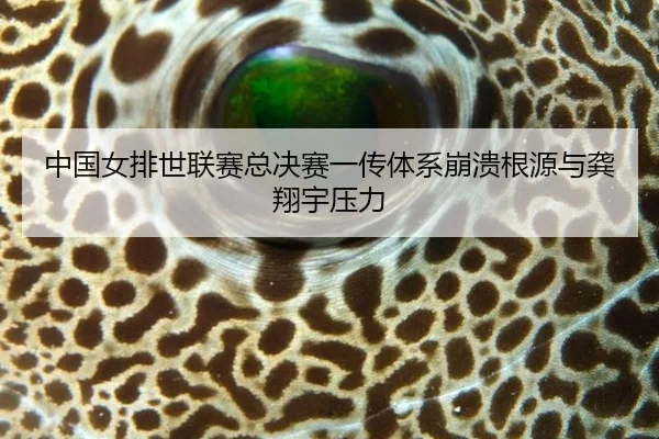 zhong-guo-nv-pai-shi-lian-sai-zong-jue-sai-yi-chuan-ti-xi-beng-kui-gen-yuan-yu-gong-xiang-yu-ya-li-2-177.jpg