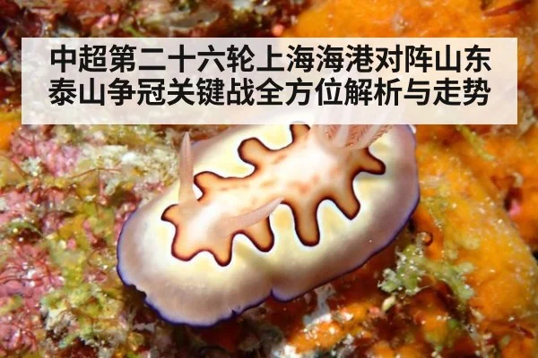中超第二十六轮上海海港对阵山东泰山争冠关键战全方位解析与走势